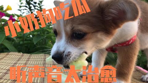 娱乐吃瓜君奶狗